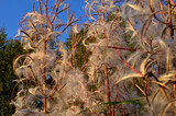 fireweed flower spreading its seed in late summer