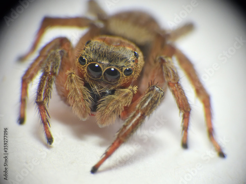 six-eyed brown spider