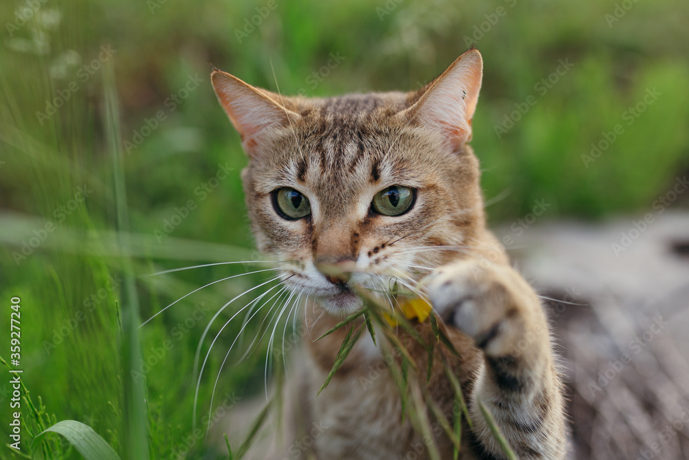 Close-up muzzle of a short-haired American cat that sniffs and nibbles green grass on nature.