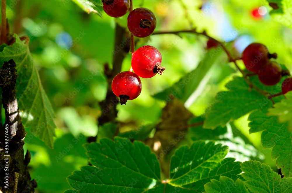 ripe wild red currant berries macro photo ripe wild red currant berries macro photo