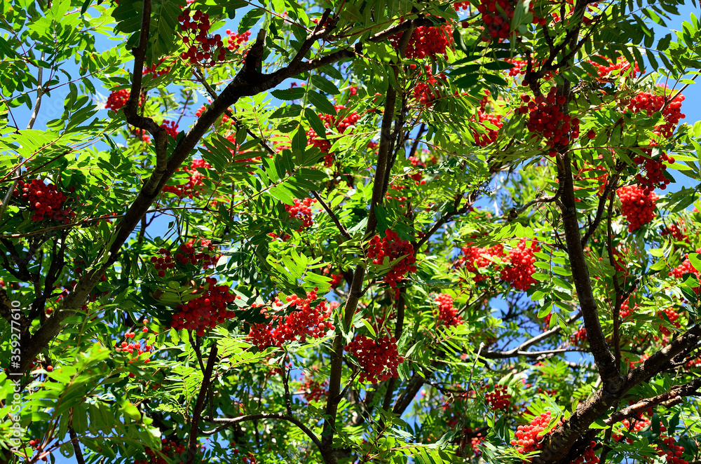 Fototapeta premium vibrant red berries on rowan tree in autumn
