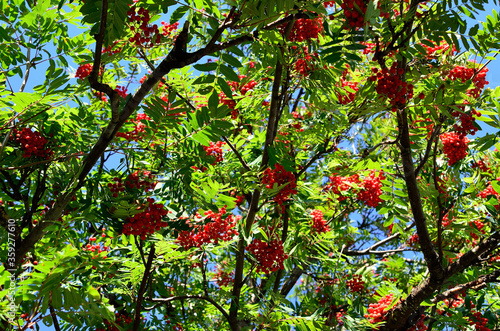 vibrant red berries on rowan tree in autumn