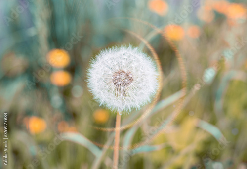 White dandelion on a background of mottled grass. artistic tinting