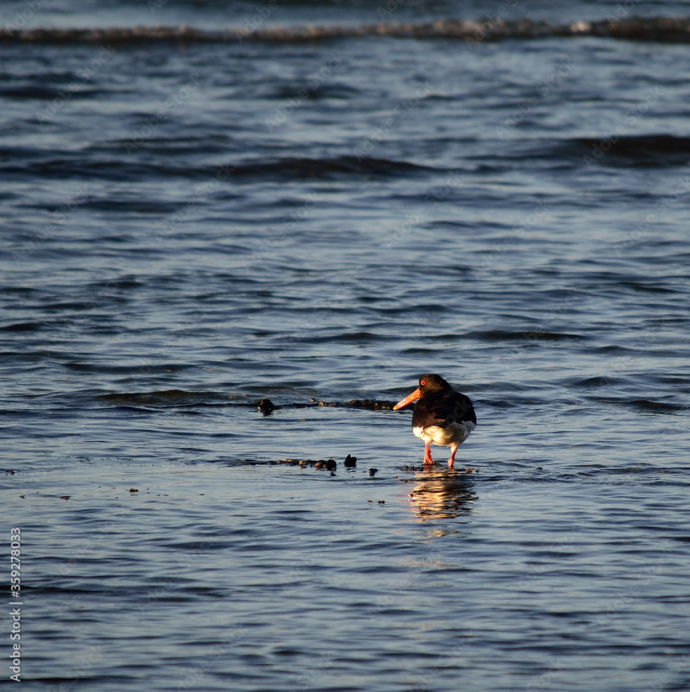 oystercatcher bird wading in ocean looking for food oystercatcher bird wading in ocean looking for food