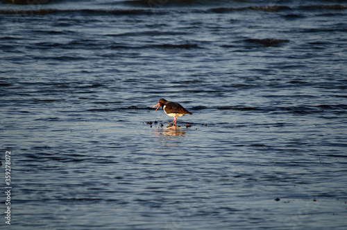 oystercatcher bird wading in ocean looking for food
