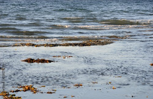 sea shore waves and sea weed in autumn