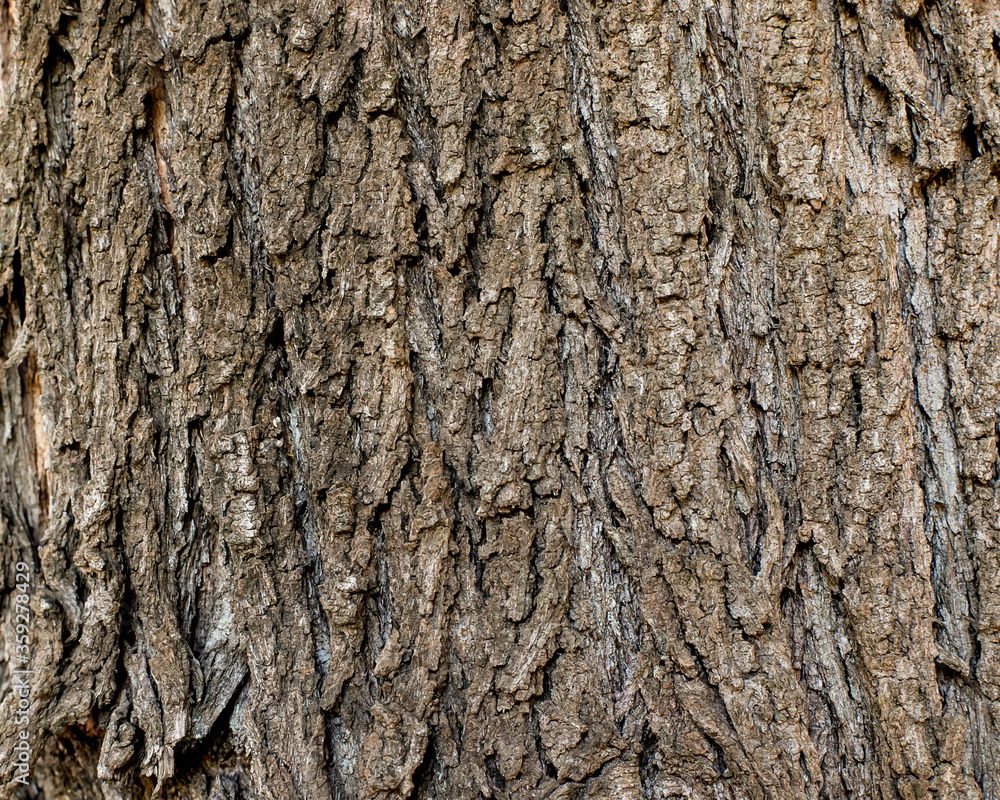 background texture of ribbed cracked tree bark background texture of ribbed cracked tree bark