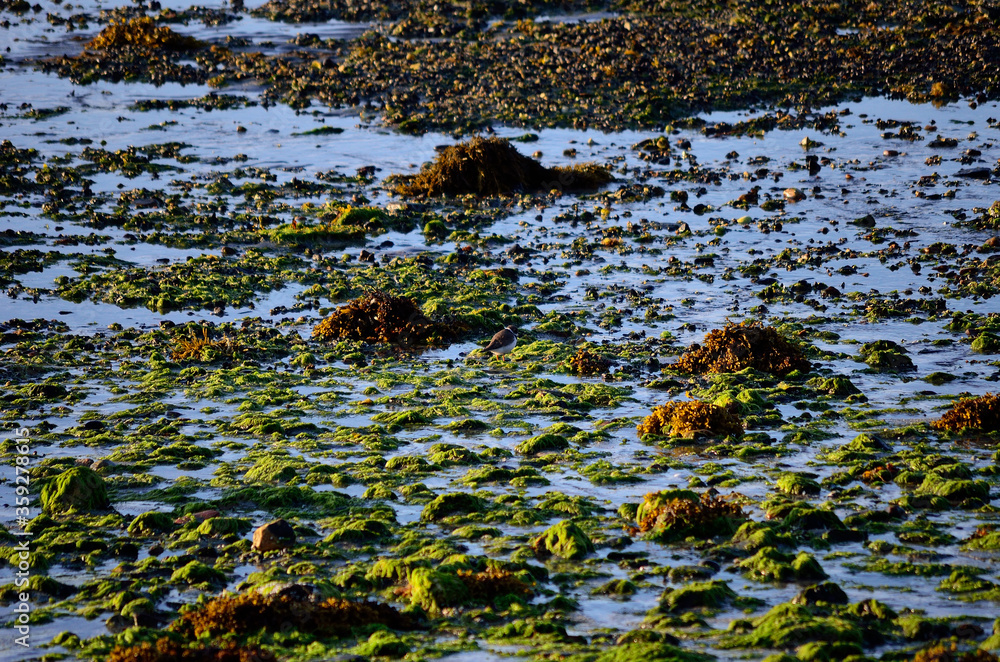 small bird wandering on algae coverede sea shore