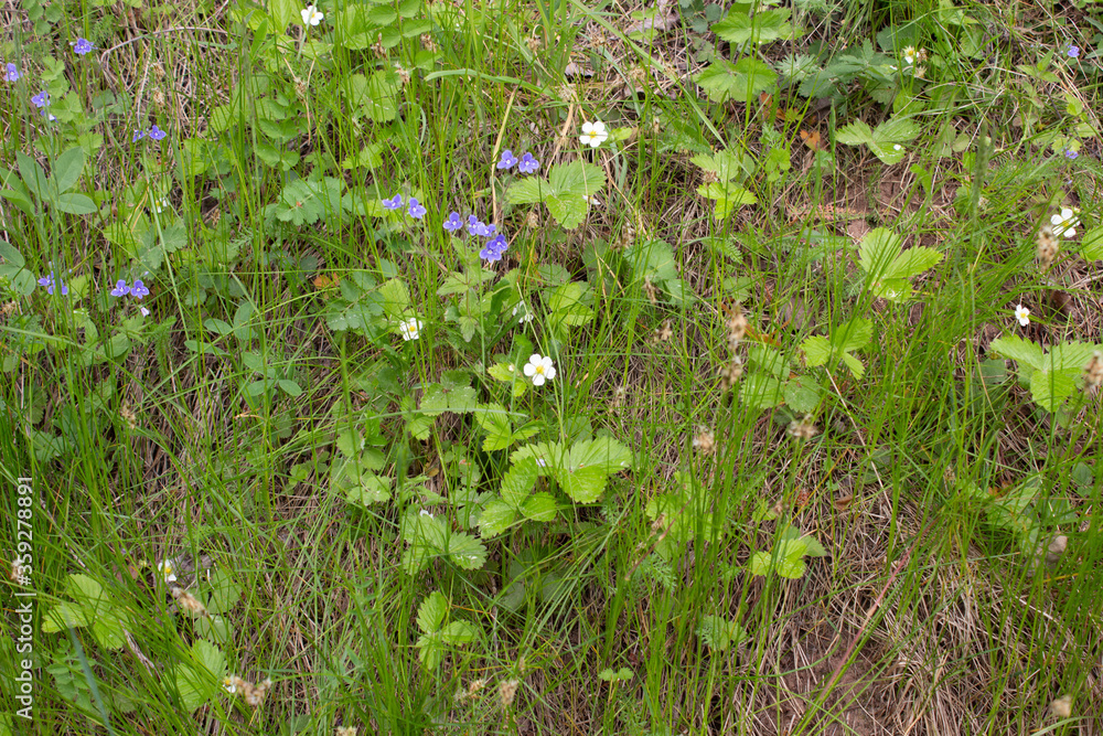Closeup of wild strawberry on a meadow. Outdoor shoot. Closeup of wild strawberry on a meadow. Outdoor shoot.