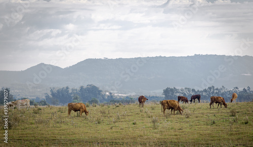 Oxen and cows grazing in a farm area in southern Brazil. © Alex R. Brondani