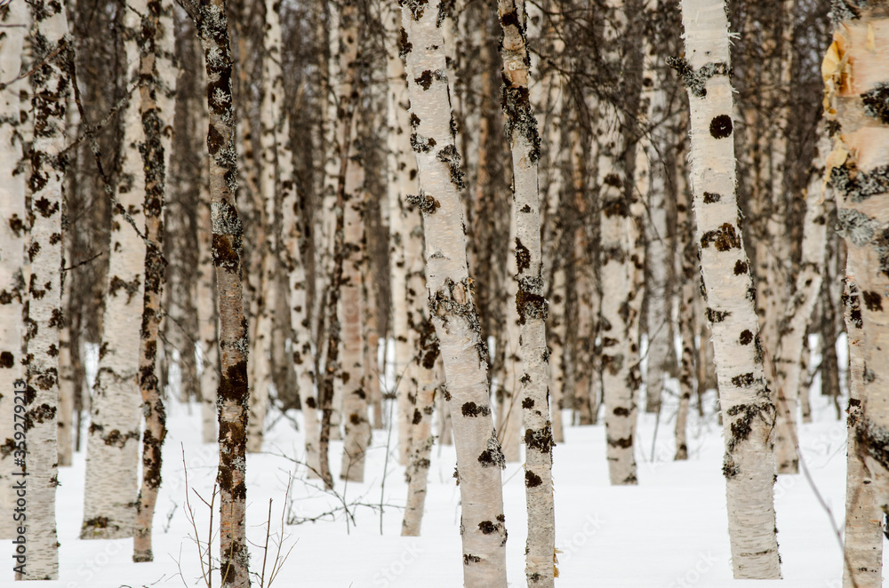 Obraz premium birch tree forest in winter