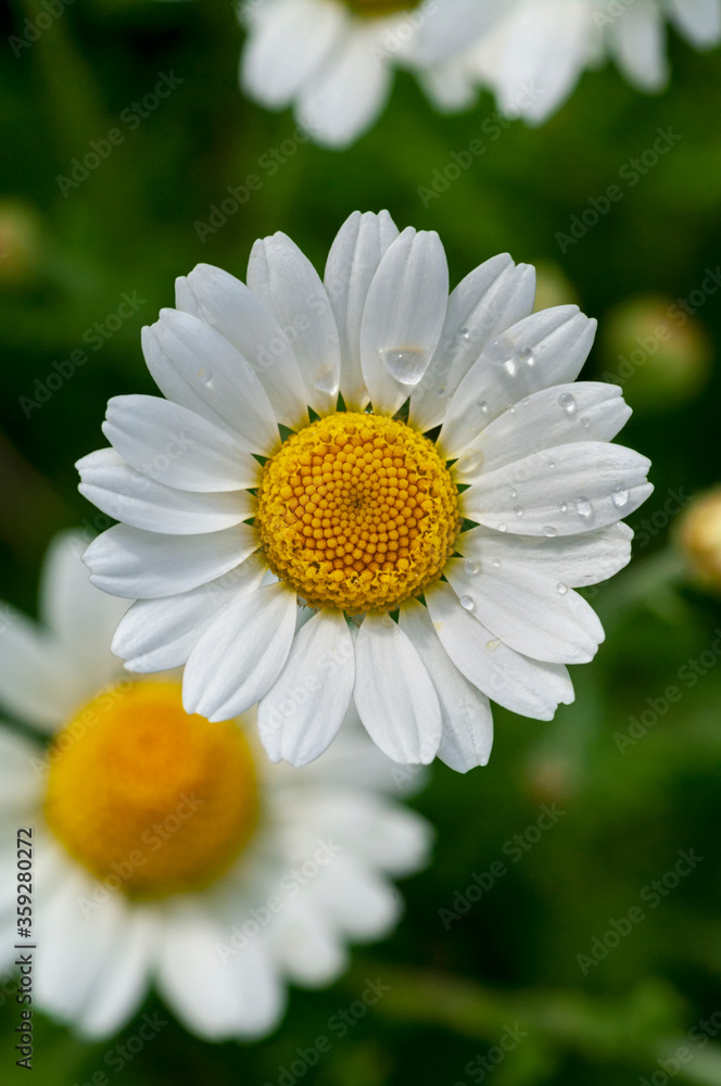 Fototapeta premium Wild flower. Little chamomile or daisy flowers in spring on a meadow. Top view. Closeup.