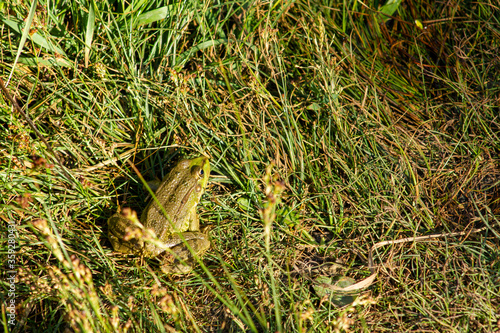 A green frog sitting on the grass near the lake in the early morning.