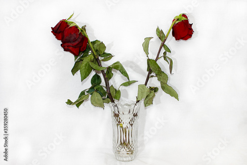 Three red wilted roses in a crystal vase on a white background.