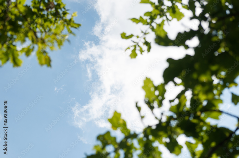 View of the blue-blue transparent saturated sky through the branches of an oak tree. The blurred foreground. Snow-white cloud. Blue juicy sky. View of the blue-blue transparent saturated sky through the branches of an oak tree. The blurred foreground. Snow-white cloud. Blue juicy sky.