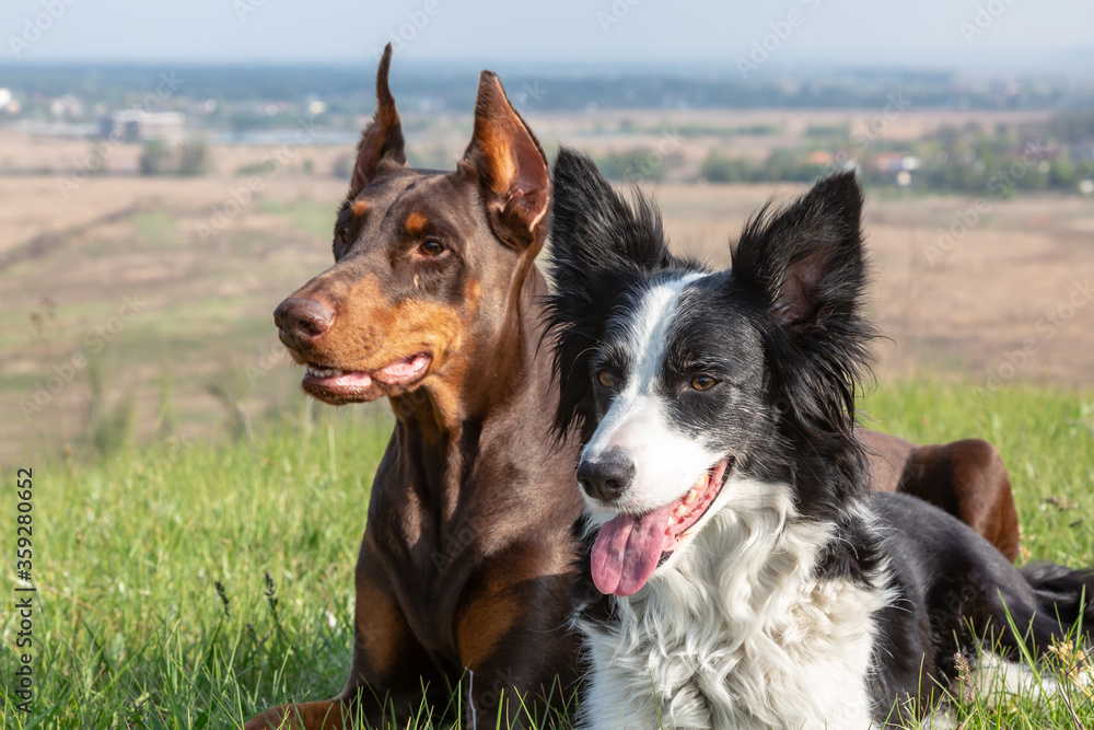 Fototapeta premium Doberman dobermann and border collie dogs lie together on a high hill. Horizontal orientation.