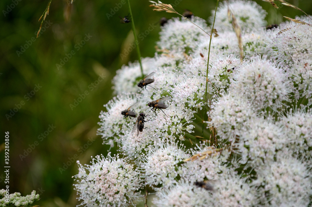 flies on white wildflower in summer flies on white wildflower in summer