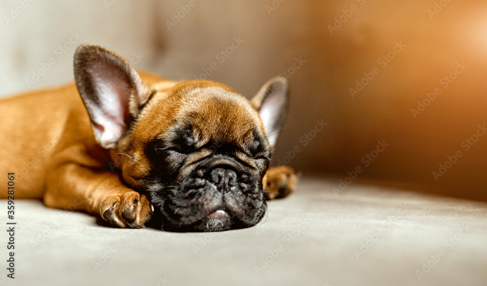 Portrait of young French Bulldog sleeping on the sofa Portrait of young French Bulldog sleeping on the sofa