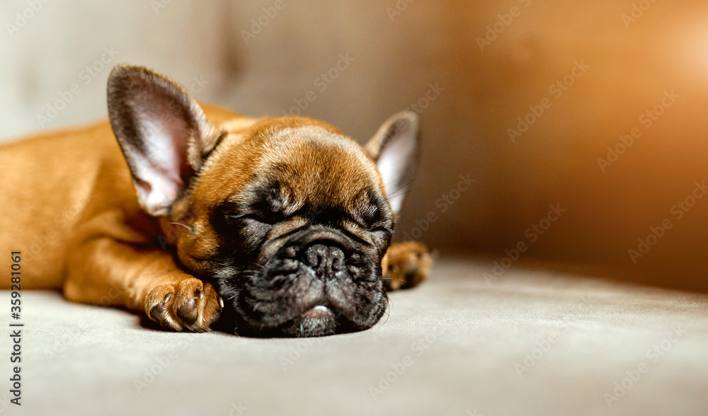 Portrait of young French Bulldog sleeping on the sofa