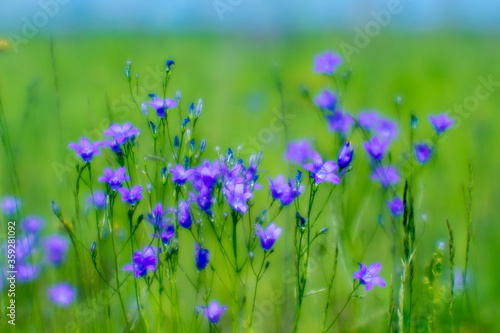 Blurred. Blue Bluebell flowers grow in a green meadow. Abstract natural background.