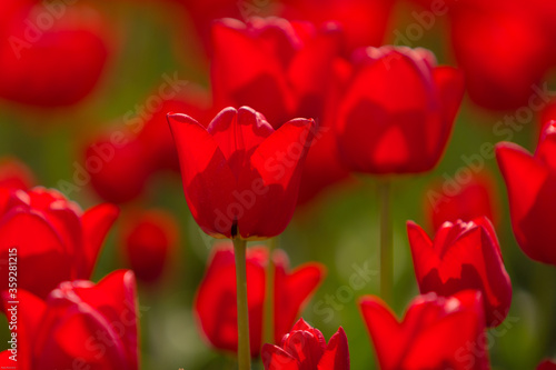 Very red tulip in Dutch field