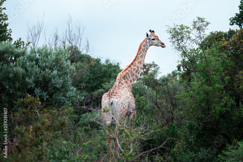 A giraffe walks away from the camera