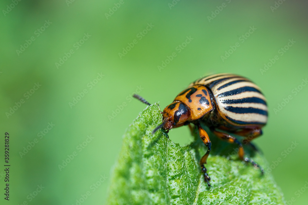 Colorado potato beetle eats potato leaves. Agricultural insects pests. Colorado potato beetle eats potato leaves. Agricultural insects pests.