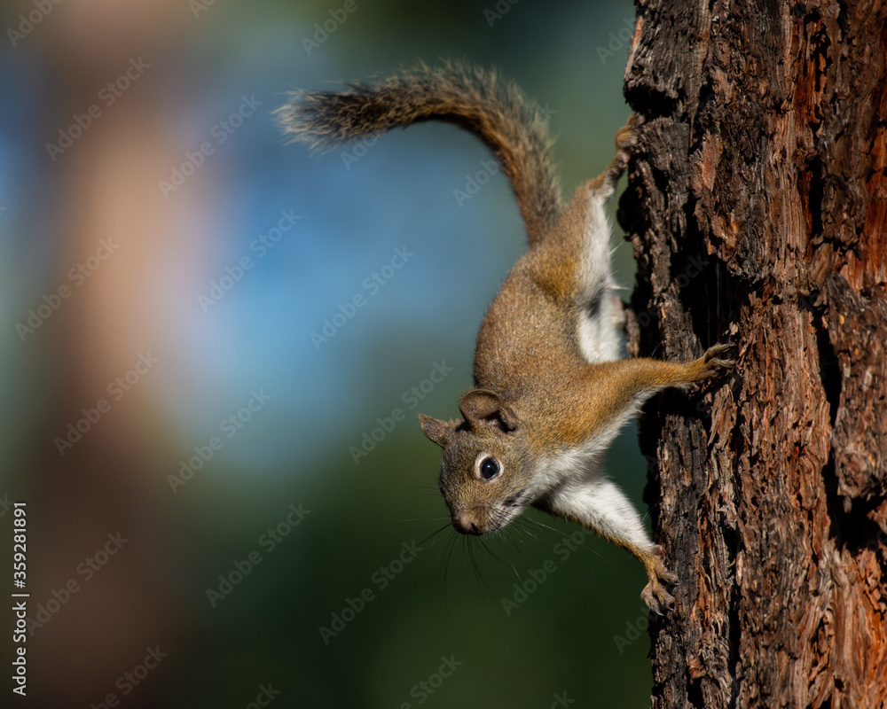Obraz premium A North American red squirrel pauses on its way down a tree.
