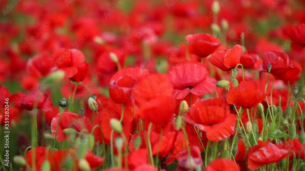 Field of Poppy Flowers blooming in Spring in Czech republic Field of Poppy Flowers blooming in Spring in Czech republic