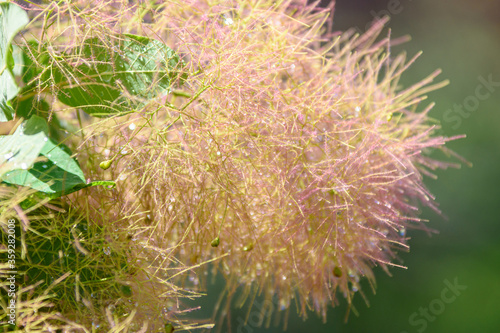 A branch in the dew of a bush cotinus coggygria