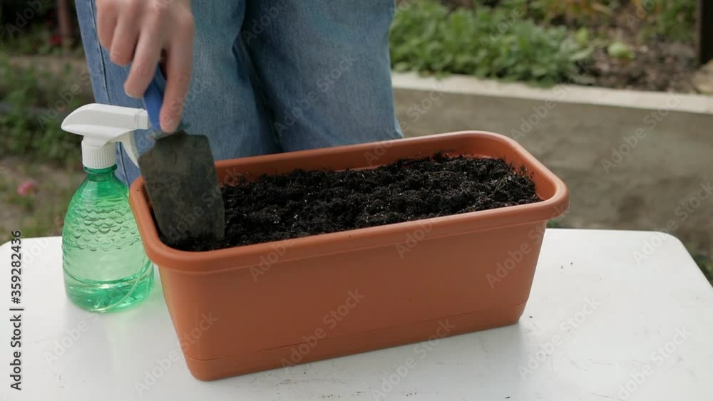 A woman's hand planting rucola seeds in pots with soil A woman's hand planting rucola seeds in pots with soil