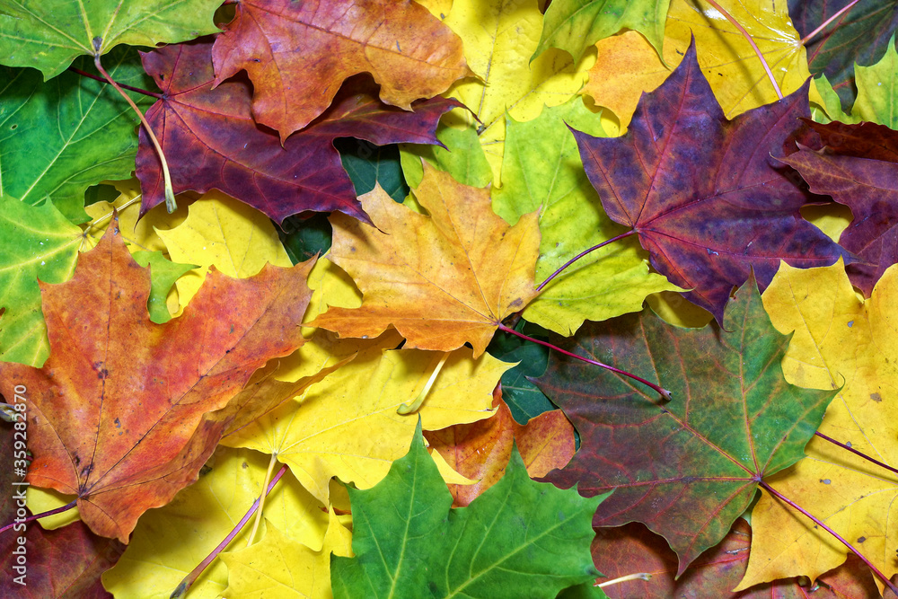 Full frame image of the bright colorful maple leaves, close up view. Natural botanical texture, wallpaper or background for autumn design