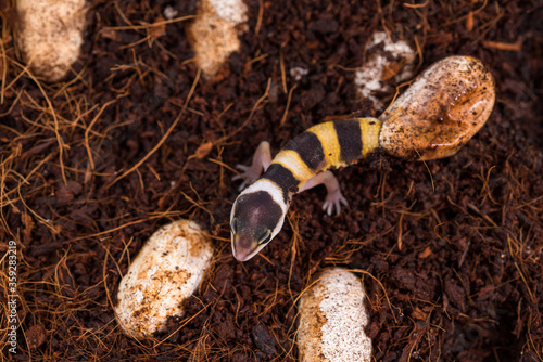 Foto Cute leopard gecko hatching of egg