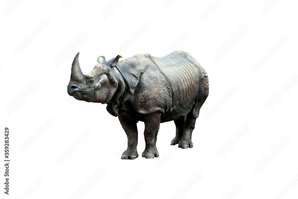Obraz premium rhino isolated on white background