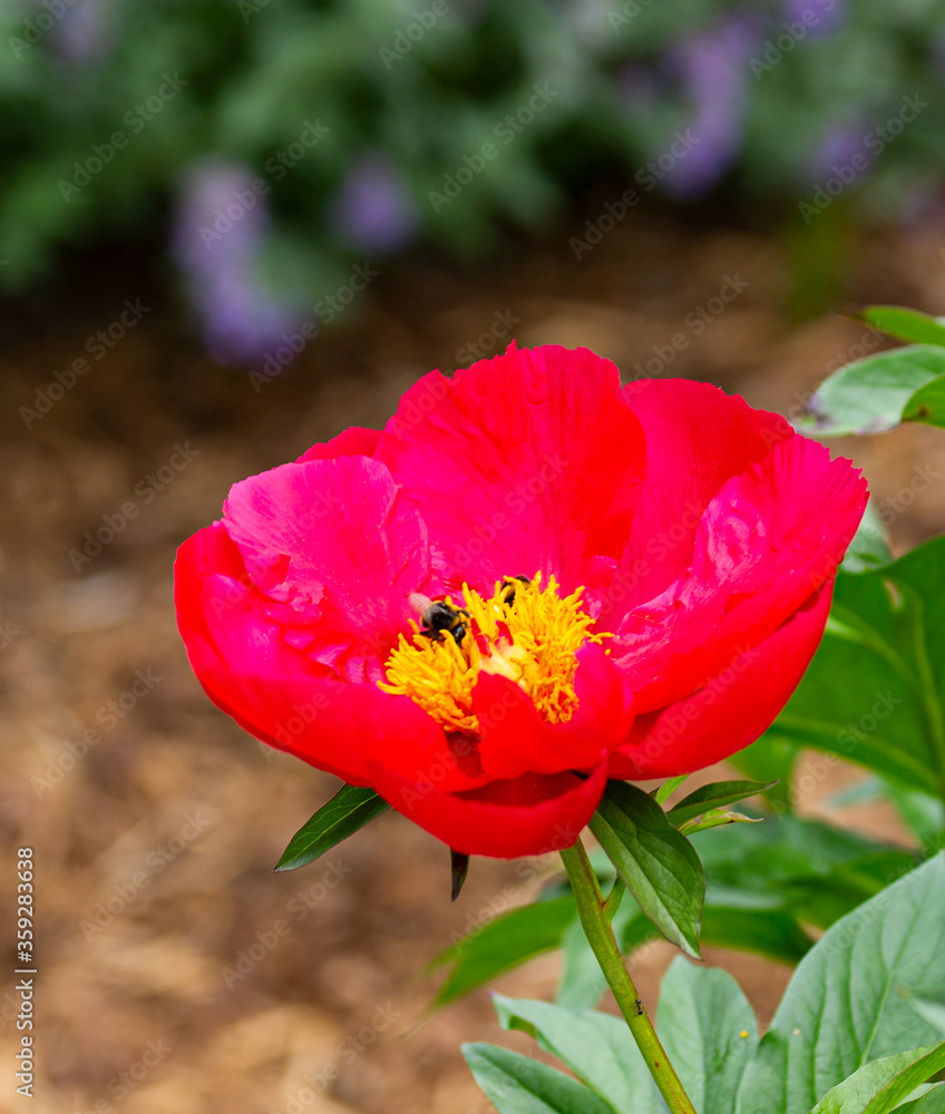 Bumblebee collecting pollen on a red peony Bumblebee collecting pollen on a red peony