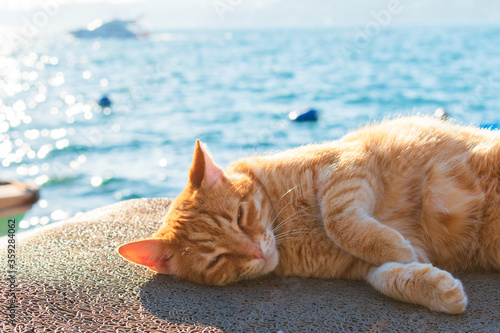 Yellow and red colored cat sitting on the beach. Stray cat sleeping on the beach, fishing dock. Yellow, red and orange stray cat.