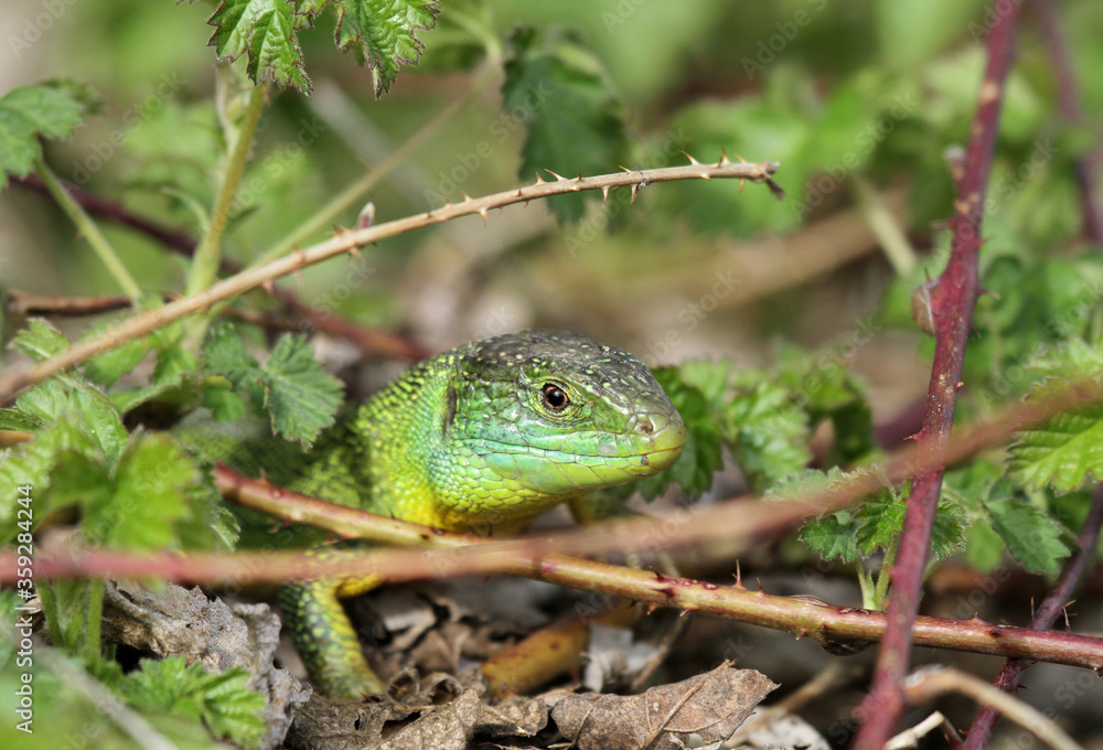lézard à deux raies lézard à deux raies