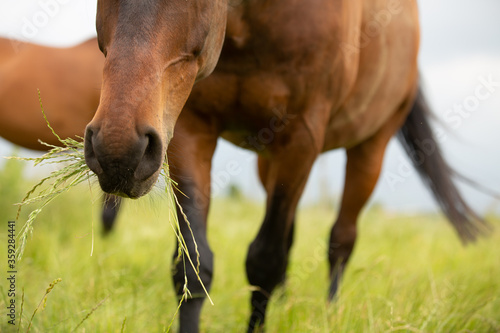 Pferd im langen Gras