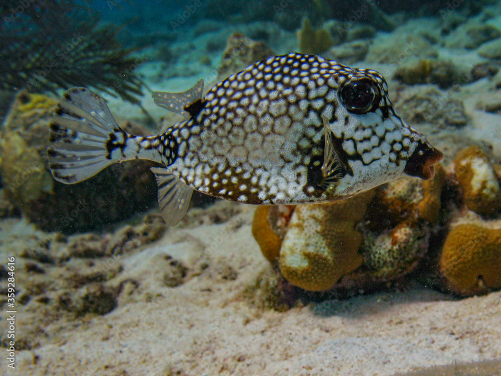 Coral Fish Coral Fish