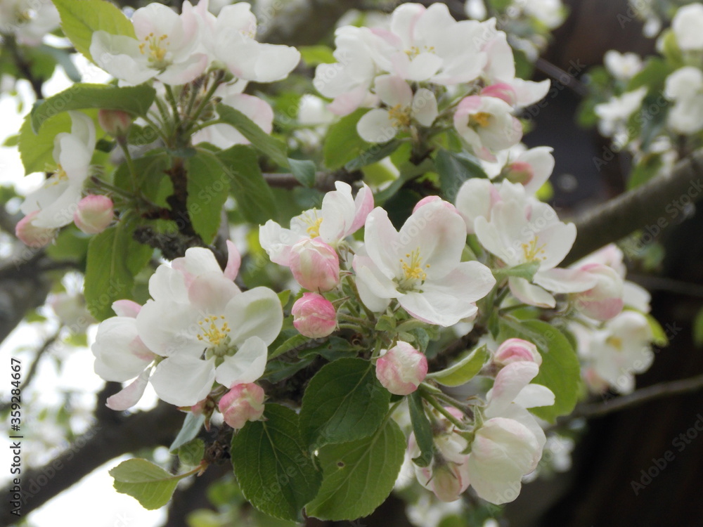 Fototapeta premium apple tree blossom