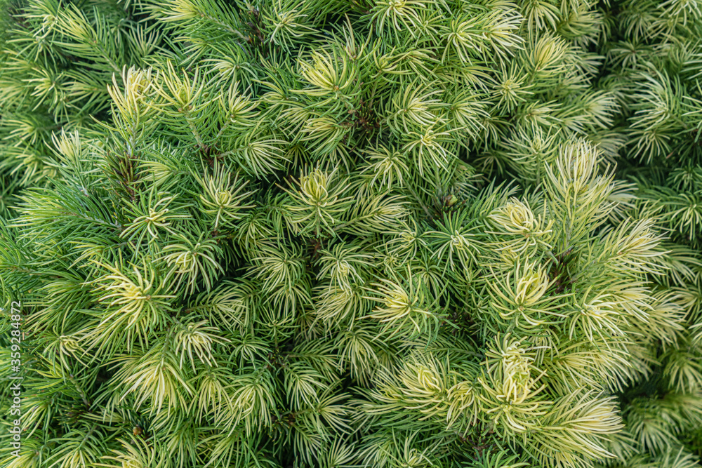 abstract background of conifer tree texture close up abstract background of conifer tree texture close up