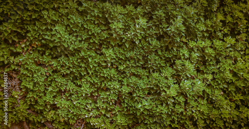 green grass texture
