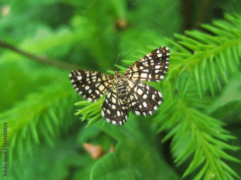 Latticed heath moth (Chiasmia clathrata) on green needle-like leaves, Poland Latticed heath moth (Chiasmia clathrata) on green needle-like leaves, Poland