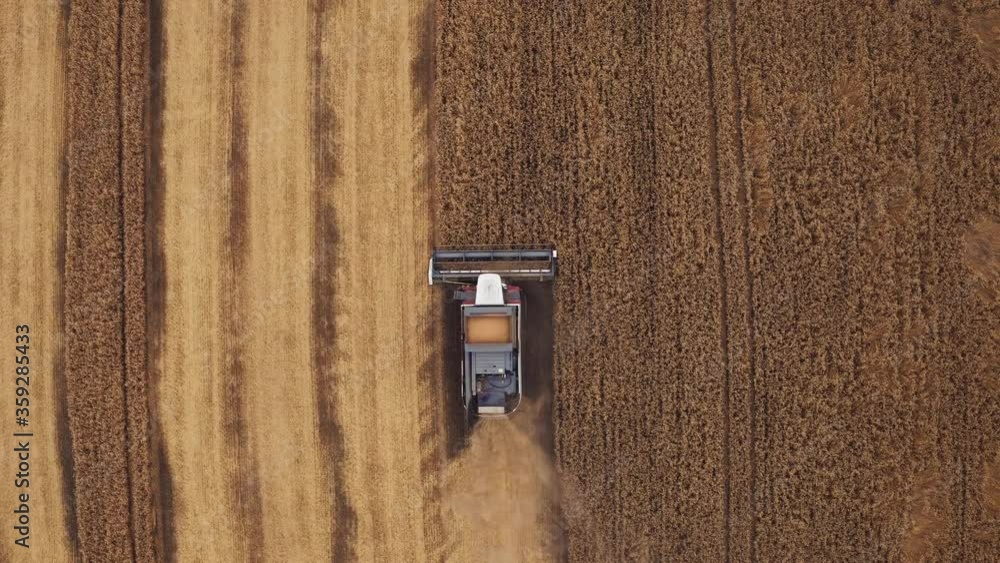 Combine harvesters gathers wheat crop on cereal field and pours grain through long tube into trucks trailer in a countryside. Aerial top down view Combine harvesters gathers wheat crop on cereal field and pours grain through long tube into trucks trailer in a countryside. Aerial top down view