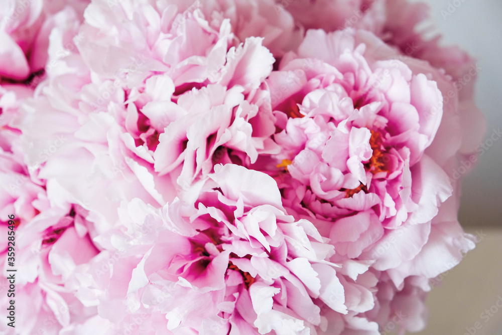 Beautiful bouquet of fresh pink peony flowers in full bloom.