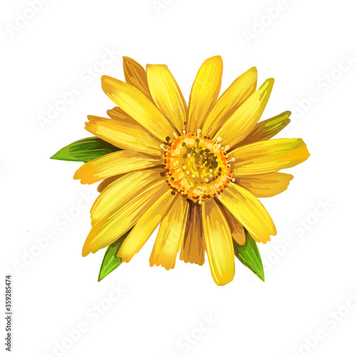 Arnica yellow flower digital art illustration. Blooming flowers and green leaves. Mountain tobacco, leopards bane and wolfsbane, genus Aconitum. Bucculatrix arnicella, Arnica montana herb plant.