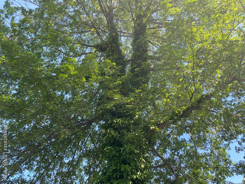 Fototapeta premium trees in the forest