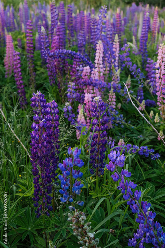 lawn of purple and pink lupins in the garden