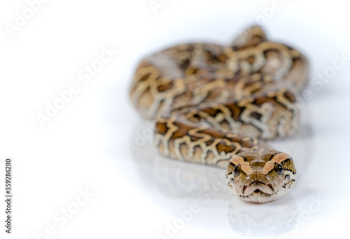 Burmese Python Isolated on white background © asawinimages