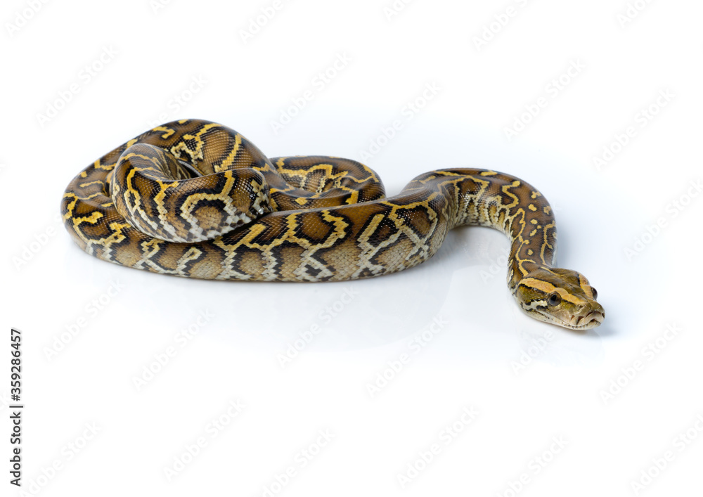 Burmese Python Isolated on white background Burmese Python Isolated on white background